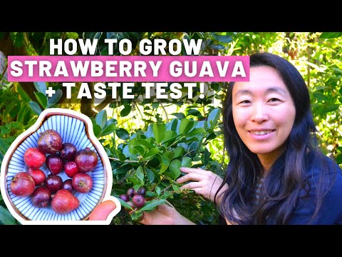 Video: What is Strawberry Guava - Learn About Growing A Strawberry Guava Tree