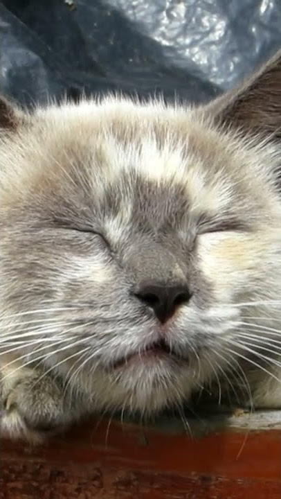 wa story kucing ngantuk lucu #short