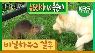 외래종의 습격! 환경스페셜 ‘낯선 침입자 뉴트리아’ / KBS 20070509 방송