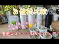 【多肉】風通し良しコスパ良し!のスリット鉢見つけたよ♡価格比較してみました【succulents】I foun d good value for money.well-ventilated pots