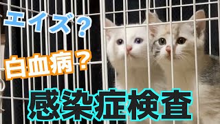 [Japanese stray cats] The day of destiny has arrived for the sisters and brothers of a cute kitten by 捨て猫姉弟ハナとユキ 26,971 views 1 year ago 10 minutes, 37 seconds