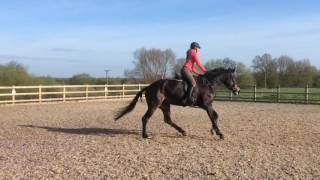 D'Amore of Class (Ruby) Canter Left