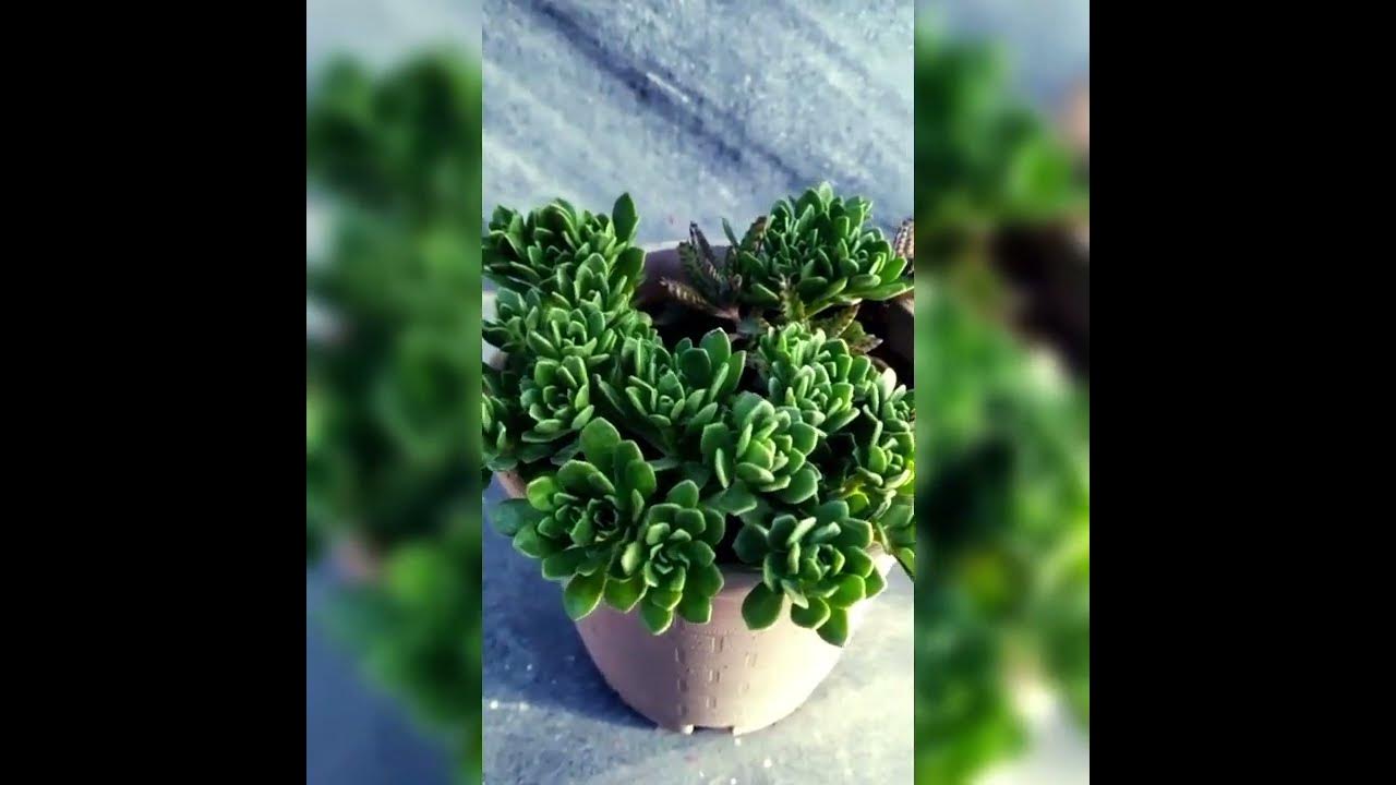 #succulents #aeonium 😍 for more of it please support and subscribe my ...