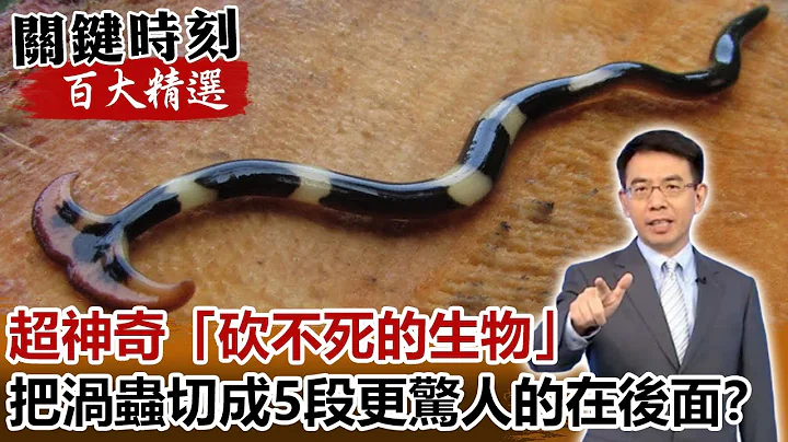 超神奇“砍不死的生物” 把一条涡虫切成5段更惊人的在后面！？【关键时刻百大精选】- 刘宝杰 马西屏 眭澔平 刘灿荣 眭澔平 朱学恒 - 天天要闻