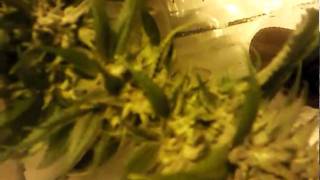 Trainwreck day before Harvest