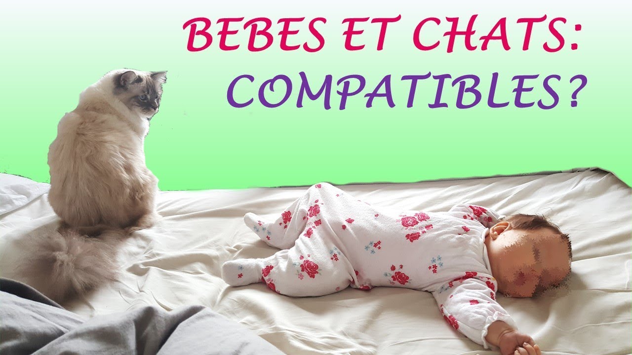 Bebes Chats Compatibles Youtube