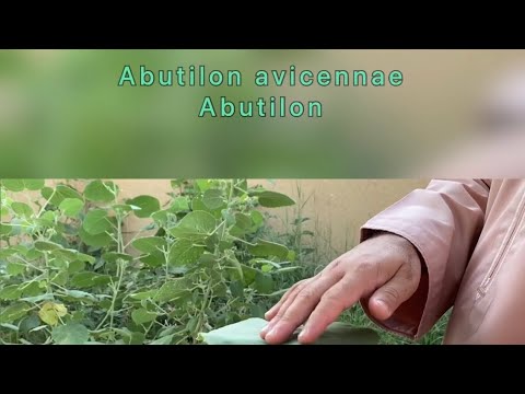 فيديو: معلومات القيقب المزهرة - كيفية زراعة نباتات Abutilon في الحديقة