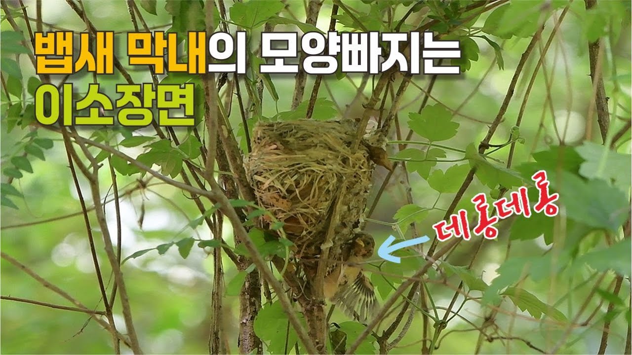 4K, 뱁새 아가의 모양 빠지는 이소 장면, 붉은머리오목눈이 육추, 되지빠귀 둥지 - YouTube