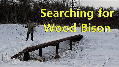 Elk Island National Park - In Search of the Wood Bison