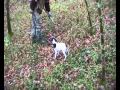 POINTER. Apollo trova i suoi primi  tartufi.MP4