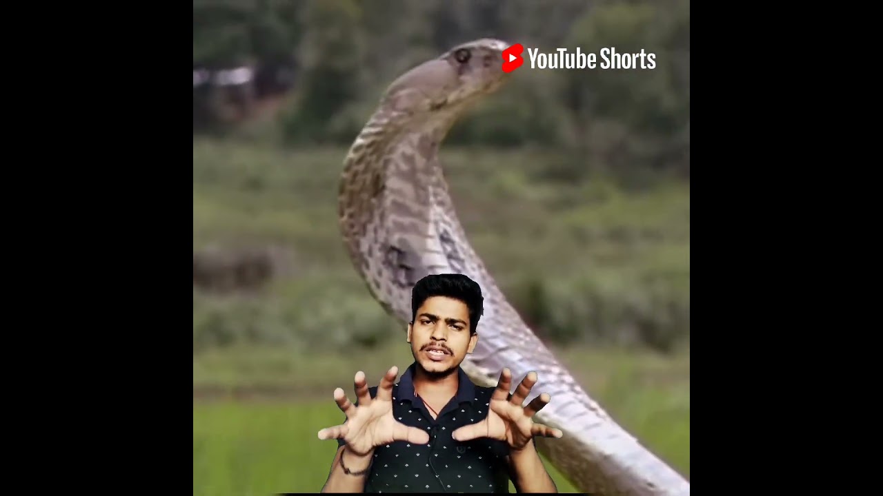 What is special about king cobra? | King Cobra 