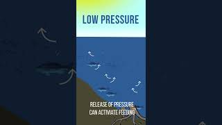 BAROMETRIC Pressure & BASS Fishing? 🤔💭🐟