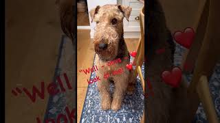 Poor hungry Grenson ❤ the Airedale Terrier