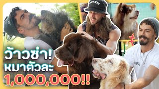 Foreigners Experience Giant Dog Cafe in Thailand For The First Time | MaDooKi Field Trip