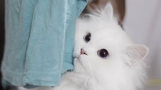 Cute Cats And Kittens