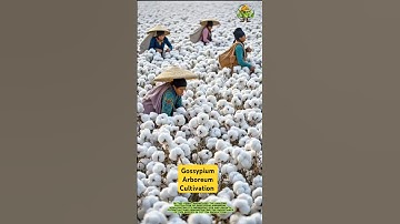 Thumbnail of Amazing Gossypium Arboreum Huge Cultivation