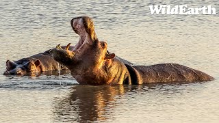 WildEarth - Sunset Safari -  21 March 2024