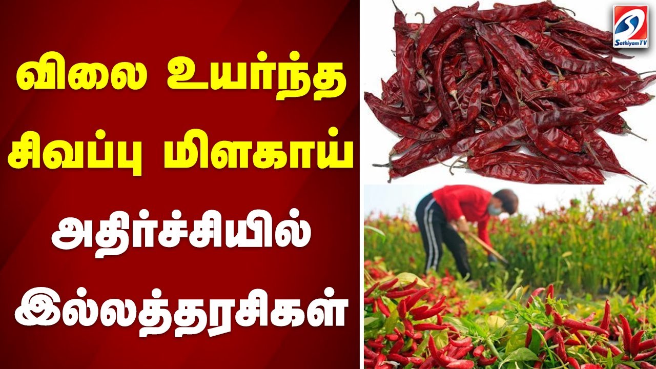 விலை உயர்ந்த சிவப்பு மிளகாய் - அதிர்ச்சியில் இல்லத்தரசிகள்..| red chilli |chilli price rise