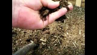 litter deep method bedding chickens