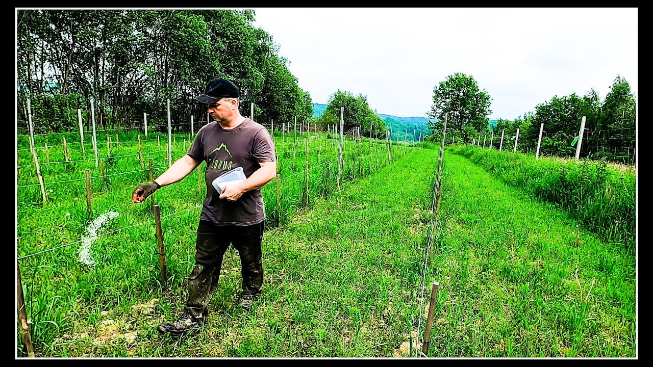 81 Nawożenie azotem.