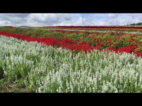 Flowerland Kamifurano Hokkaido (9 Sep 2019)