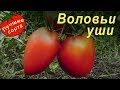 Томат Воловьи уши (лучшие урожайные сорта томатов для теплиц)