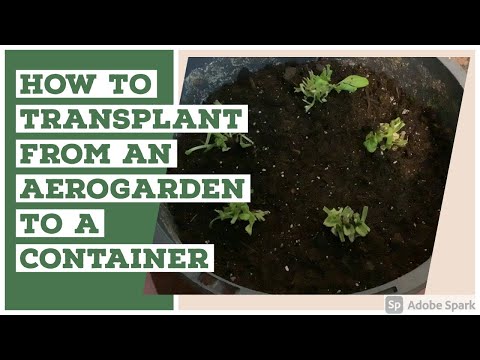 How to Transplant from an Aerogarden to a Container