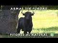 Toros de Dolores Aguirre sin fundas en los pitones: debate | Toros desde Andalucía