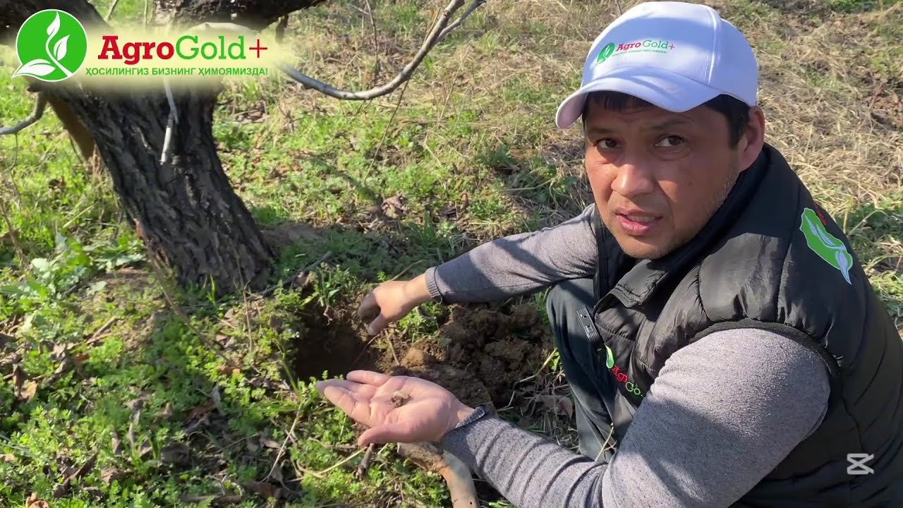 Гилос богларидаги муаммоларга ечим🤔! Боглардаги дарахтлар хакида Фойдали маслахатлар.