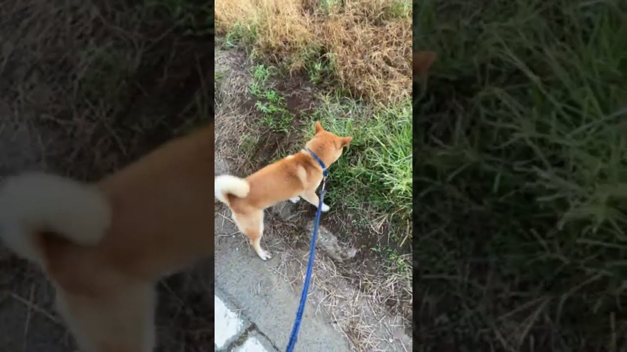 Pontakun 321 がライブ配信中！