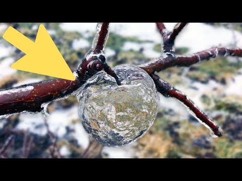 Video: Frost In The USA Gave Birth To 