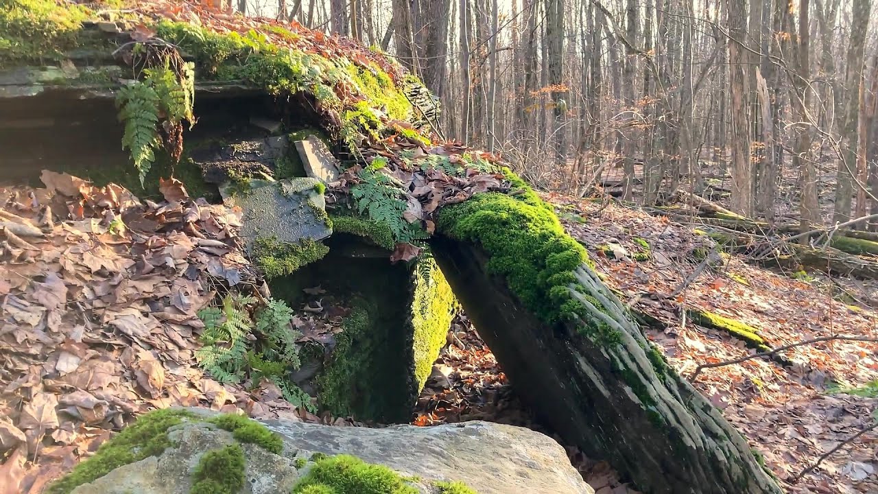 Giant Lichen of Pettus Hill