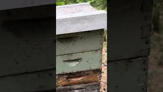 Almost ready for the spring honey pull. #brucesbees #beekeeping #honey #localhoney