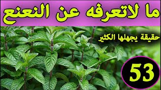 النعنع الفلفلي العشبة 53 من السلسلة التعريفية بالأعشاب الموجودة في المغرب