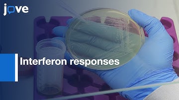 Interferon responses Study in infected Models | Protocol Preview