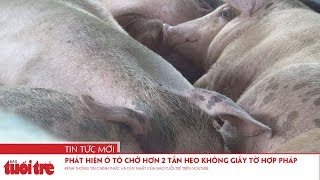 Phát Hiện Ô Tô Chở Hơn 2 Tấn Heo Không Giấy Tờ Hợp Pháp