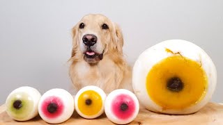 Dog Giant Eyeball Jelly MUKBANG ASMR  /Golden Retriever DD