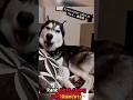 FUNNY DOGGOS