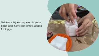 Download Lagu PROSES PERTUMBUHAN KACANG MERAH MP3