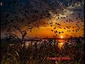 Birds flying view in the evening 2022