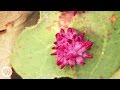 What Gall! The Crazy Cribs of Parasitic Wasps | Deep Look