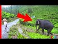 Pet Elephant meets her friend after a year ★ AMAZING Bond of Love
