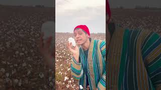 Paxtaga Chiqganlar Bormi? Resimi