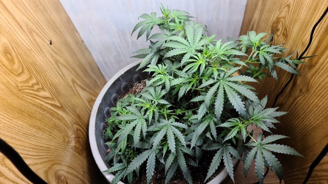 ILGM Gelato Auto Flowers!                                               