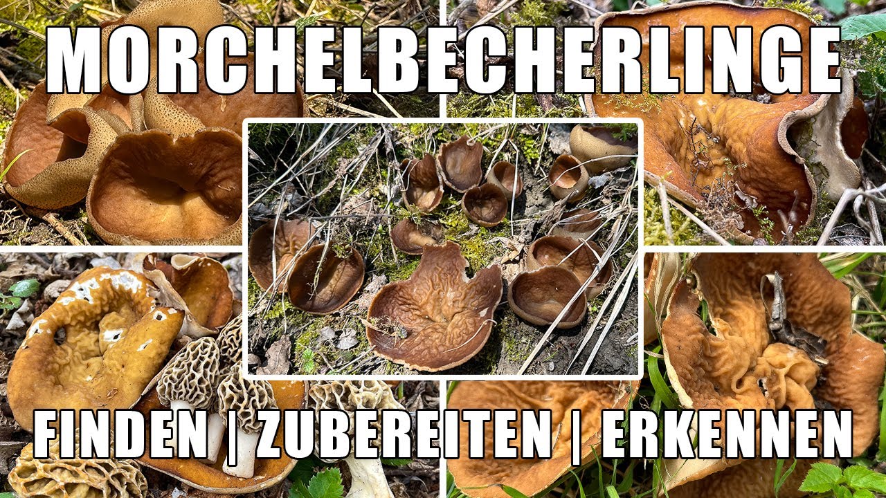 Morchelbecherling Verwechslung | Wo wachsen Morchelbecherlinge? | Zubereitung, Rezept | Flachmorchel