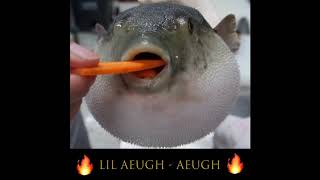 Pufferfish Eats Carrot Remix لم يسبق له مثيل الصور Tier3 Xyz