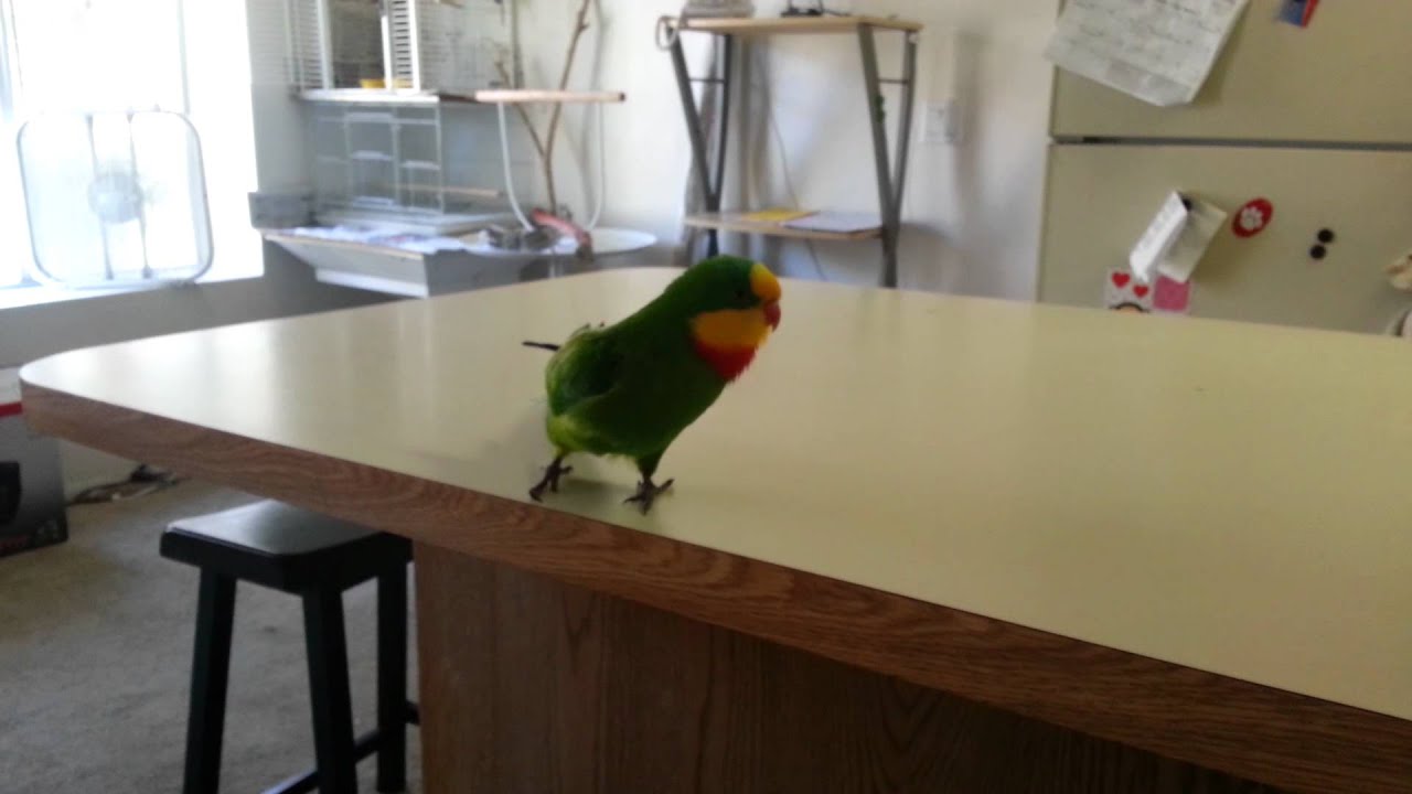 Flubber Superb Parrot 