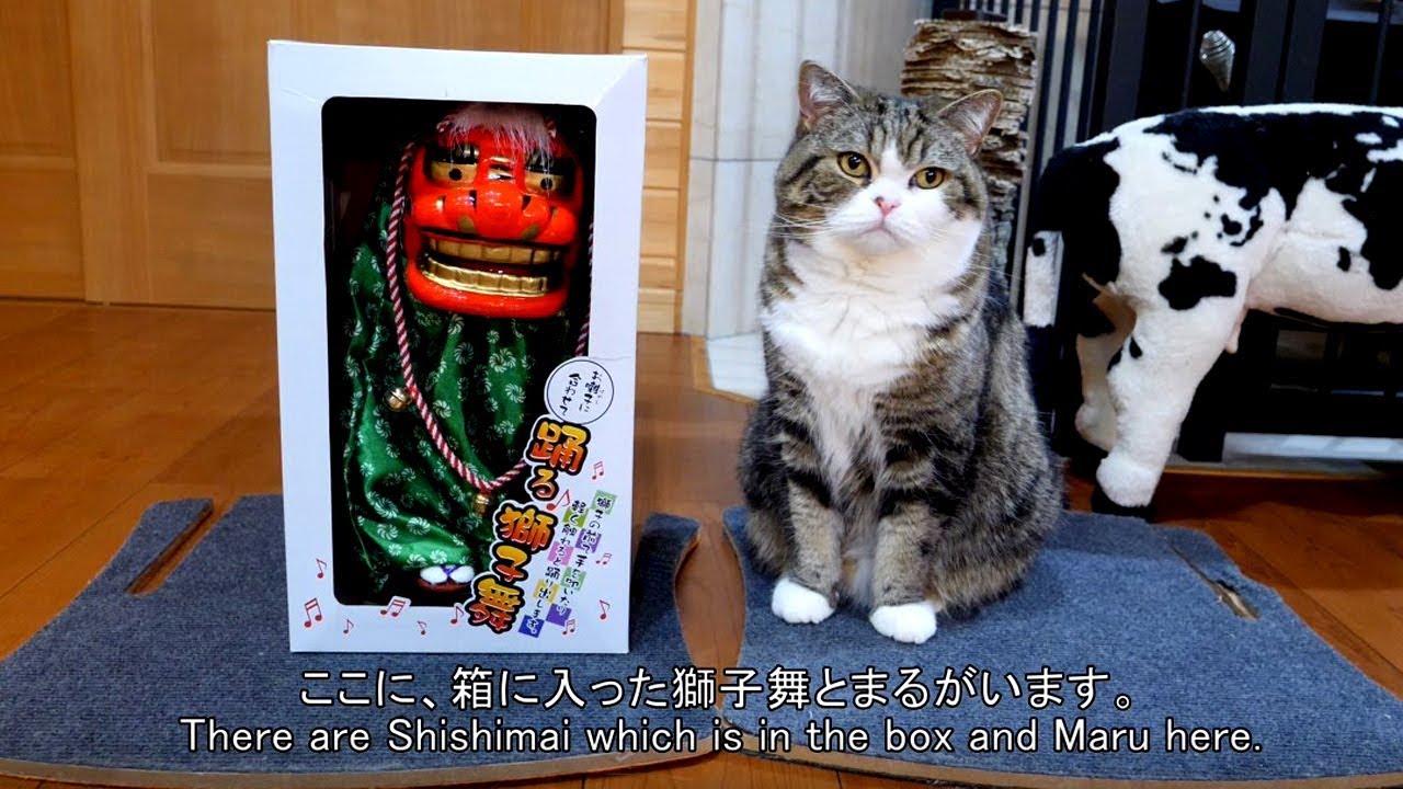 入れ替わるねこ。-Shishimai is replaced with Maru.- - YouTube