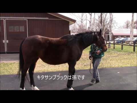 ディープインパクトの母「ウインドインハーヘア」２０１７年4月ガイドツアー