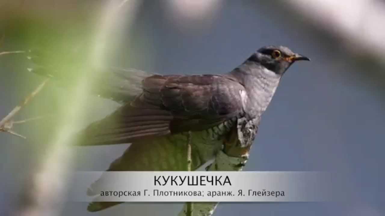 Песня кукушечка слушать